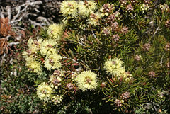Melaleuca pityoides