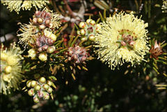 Melaleuca pityoides