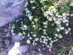 Galium megalospermum