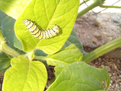 Alypiodes bimaculata