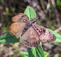Chiomara basigutta