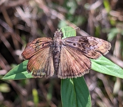 Chiomara basigutta