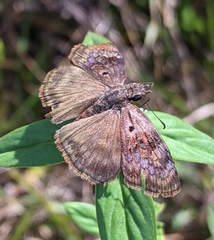 Chiomara basigutta