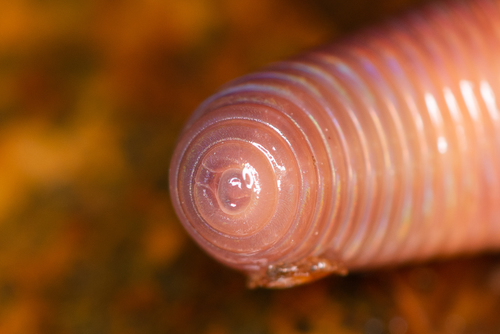 Redhead Worm, photo 5 of 8