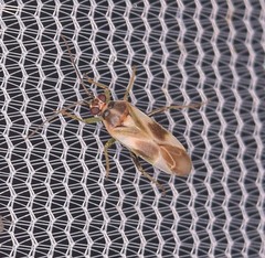 Orthotylus