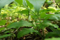Polygonatum latifolium
