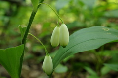 Polygonatum latifolium