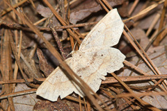 Euchlaena deplanaria