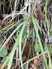 Anthoxanthum occidentale