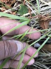 Anthoxanthum occidentale