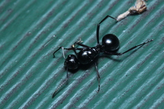 Polyrhachis australis