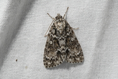 Acronicta fragilis