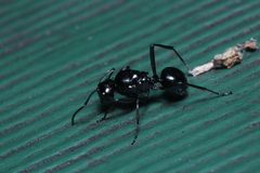 Polyrhachis australis