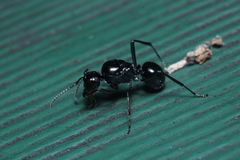 Polyrhachis australis