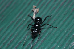 Polyrhachis australis