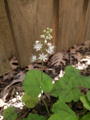 Tiarella cordifolia