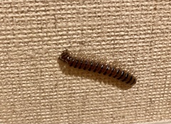 Chamberlinius hualienensis