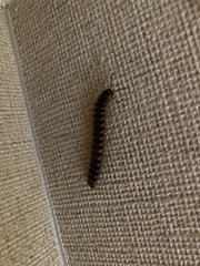 Chamberlinius hualienensis