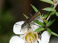 Eleale aspera