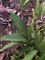 Curcuma zanthorrhiza