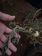 Phytophthora infestans