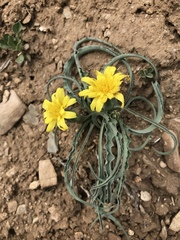 Takhtajaniantha austriaca