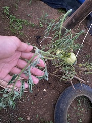 Phytophthora infestans