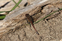 Sympetrum vicinum