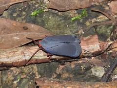 Kalidasa nigromaculata