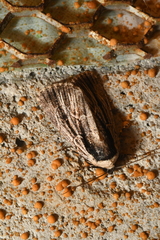 Sympistis badistriga