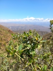 Berberis grevilleana