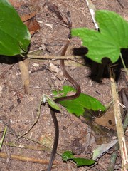 Sibynophis triangularis