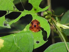 Laccoptera nepalensis
