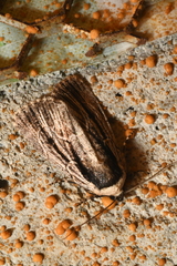 Sympistis badistriga
