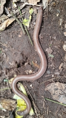 Amphisbaena darwinii