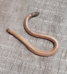 Amphisbaena darwinii