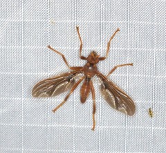 Pyrgota undata