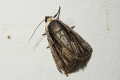 Sympistis badistriga