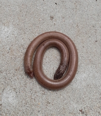 Amphisbaena darwinii