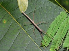 Paramarmessoidea