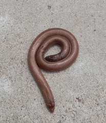 Amphisbaena darwinii