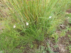 Heliophila carnosa