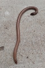 Amphisbaena darwinii