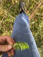 Selinum