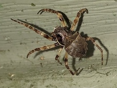 Acanthepeira cherokee