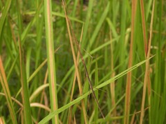 Baculomia
