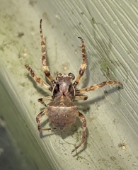 Acanthepeira cherokee