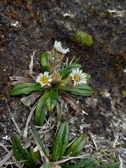 Oritrophium peruvianum