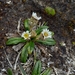 Oritrophium peruvianum - Photo (c) Luis Salagaje, algunos derechos reservados (CC BY-NC), subido por Luis Salagaje