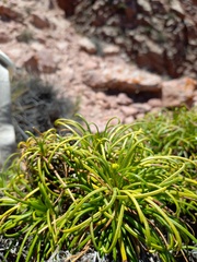 Calceolaria pinifolia